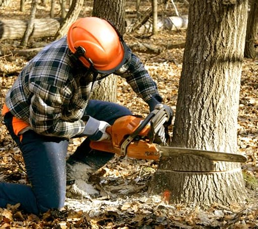 Tree Removal in Putney, VT